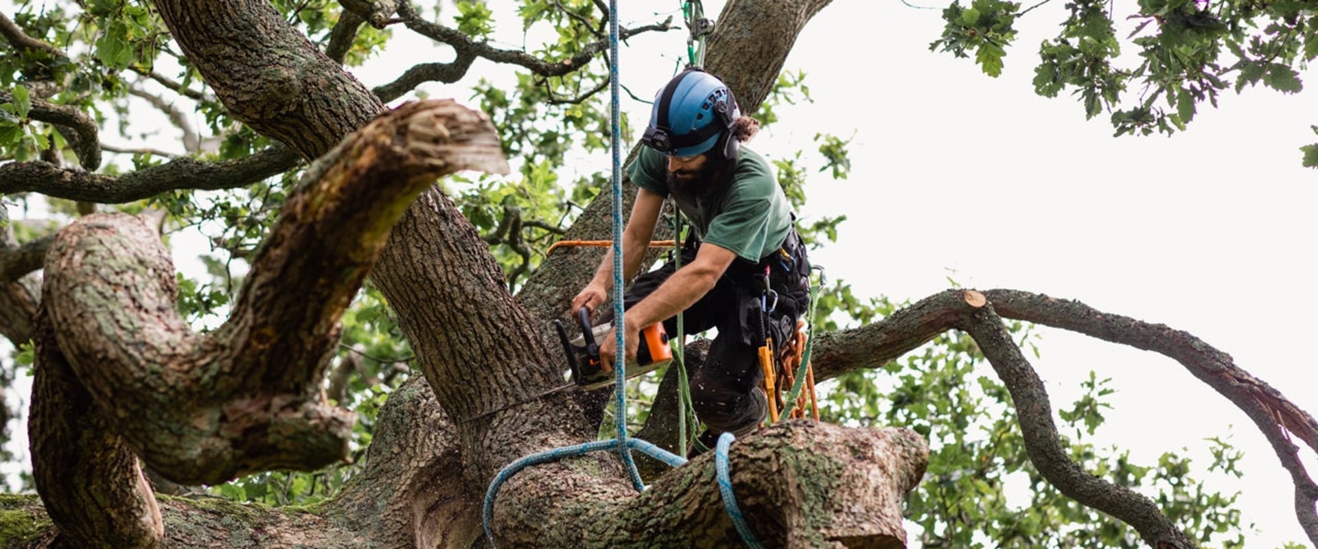 Can home insurance cover tree removal?