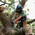 Can home insurance cover tree removal?